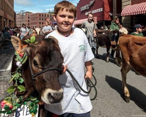 Stroll of the Heifers, Brattleboro, Vermont. Paul Shoul photo.