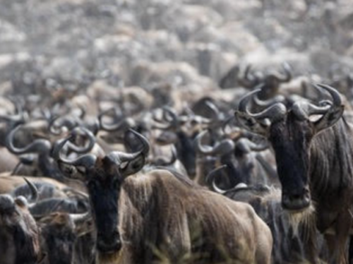 herdtrackekr wildebeests