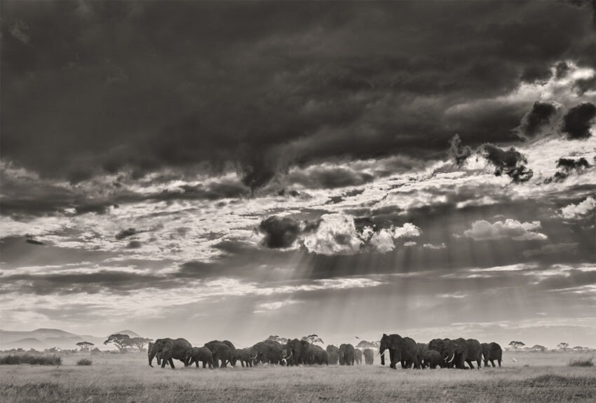 Elephant Herd in Storm wildlife