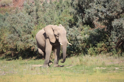 Elephant relieving an itch photo by Tom Daughton