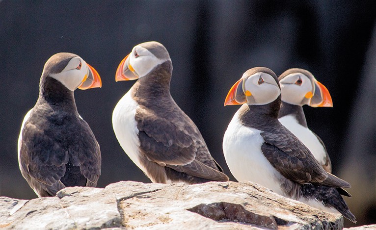 Geography and biology come together in the Orkneys. Puffins nest and breed on coastal cliffs and offshore islands. They build their nests in crevices among rocks or in burrows in the soil for protection against predators.