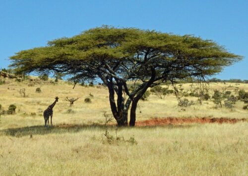 BornWild Travel Adventures  Complete Guide To An AFRICAN LION SAFARI