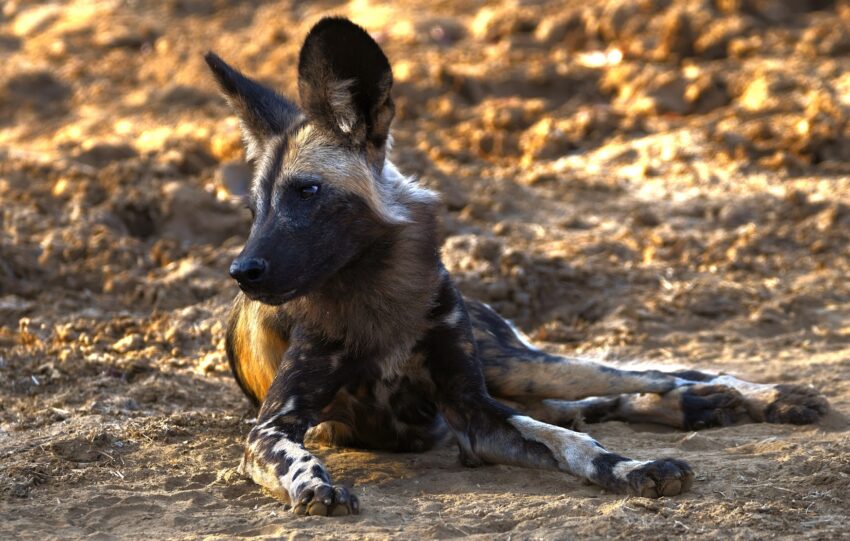 BornWild Travel Adventures  Complete Guide To An AFRICAN LION SAFARI