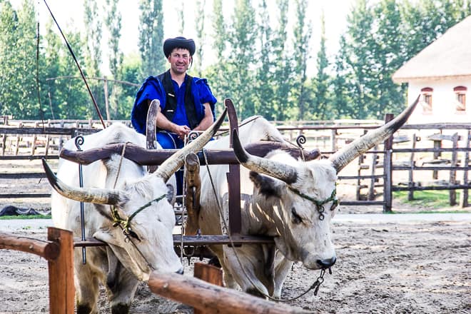 Hungarian Gary Cattle are only semi-domesticated and have long, sharp horns.