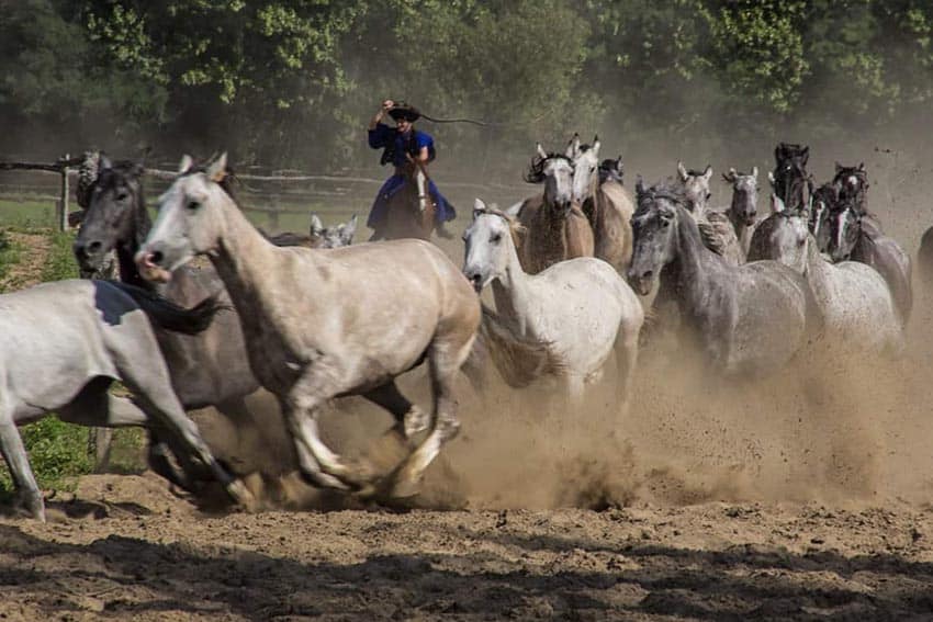 herd horses