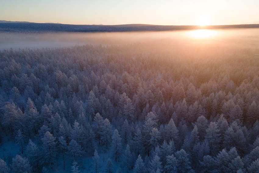 Winter forest in Yakutia Photo Credit: Nina Sleptsova