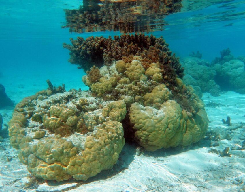 Taha'a Coral Gardens Tahiti Tab Hauser