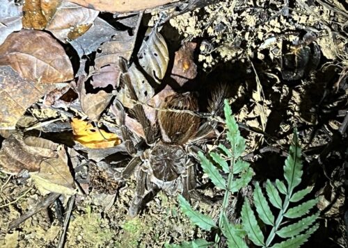 A tarantula during our night walk