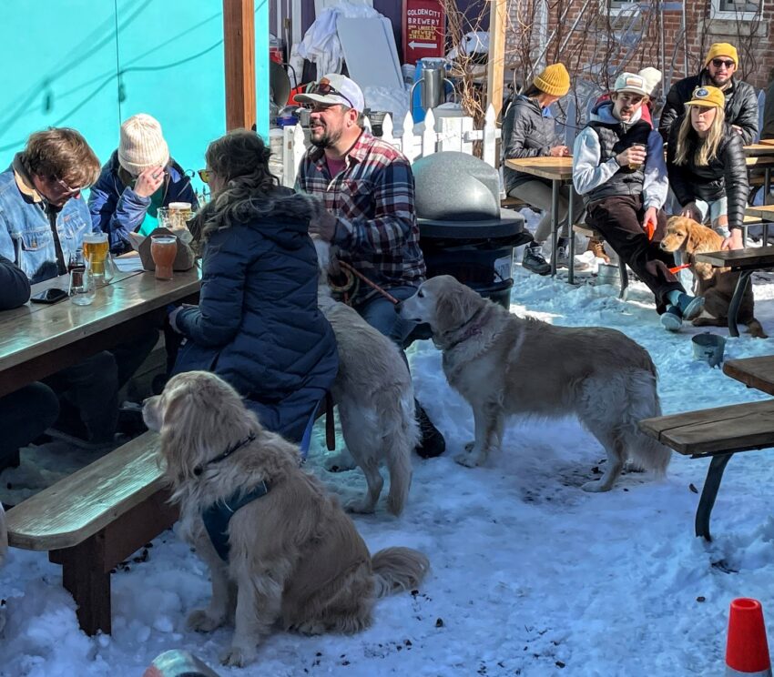 The World's Largest Gathering Of Golden Retrievers