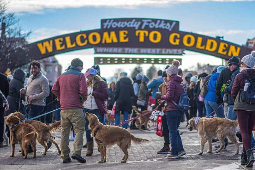 The World’s Largest Gathering Of Golden Retrievers