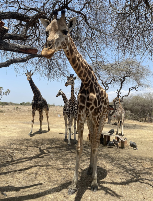 The largest male, Cheesie, prevents other males from getting near the females, or sources of food, when he's around.