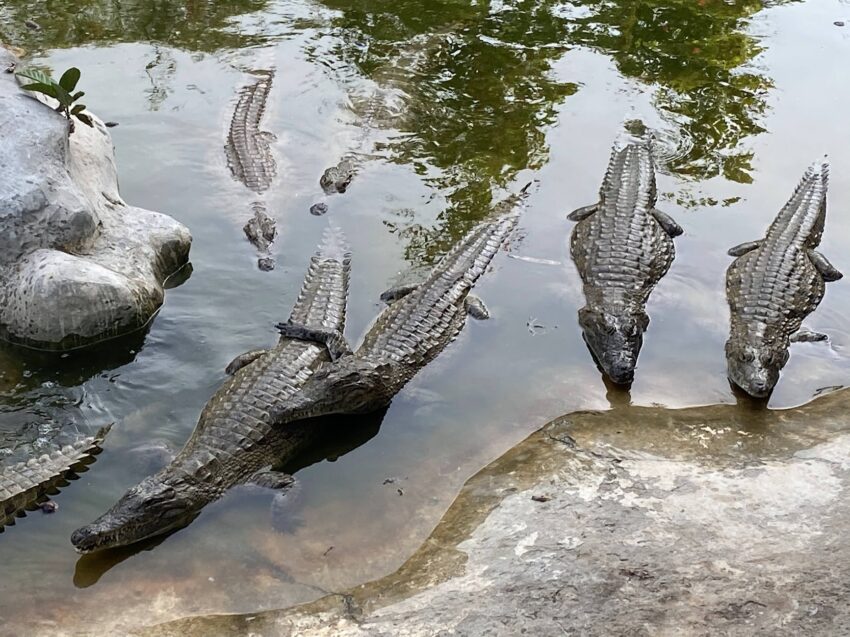 When the sound of the bucket and feeding noises ring out, the crocodiles are quick to reach the part of the enclosure they receive their weekly meals.