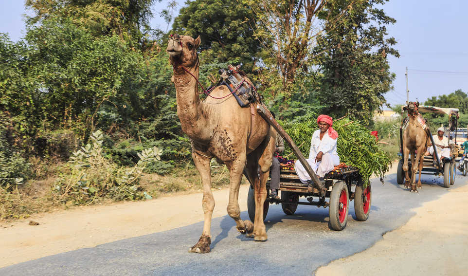 A caravan of camels on route to the market to collect their wares.