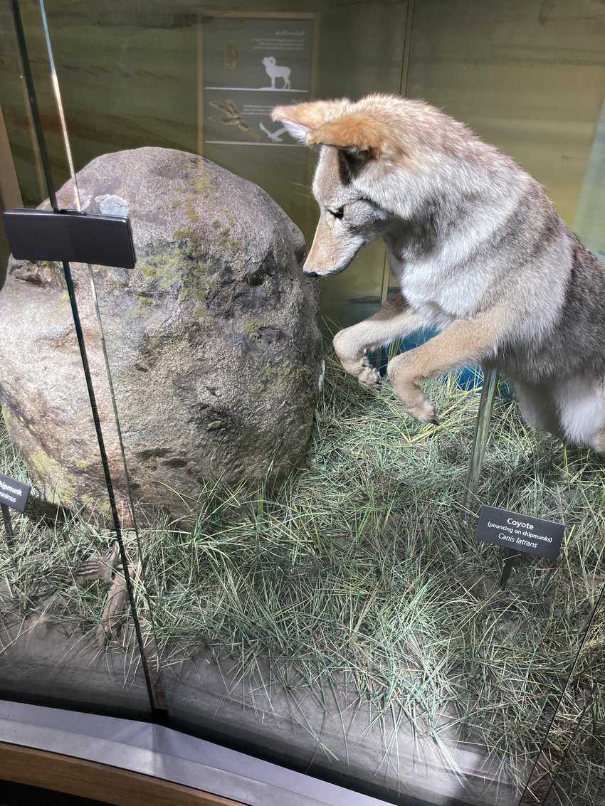 The old Fort Yellowstone has a small but colorful exhibit on local flora and fauna.