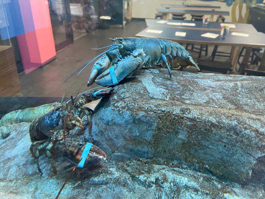 Rare blue lobsters at the New Brunswick Aquarium.