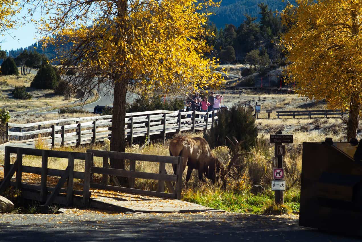 Best laid plans: An elk at the entrance to the Beaver Ponds Trail necessitated doing it in reverse.