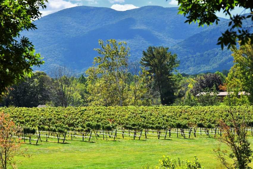 Vineyards Shenendoah Mountains