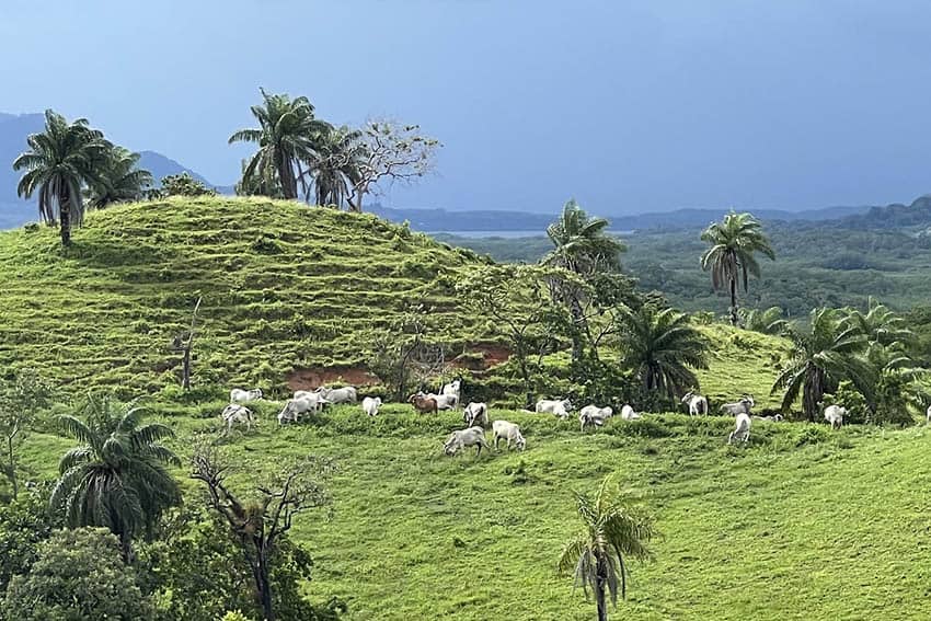 Chiriqui