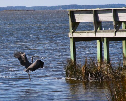 Wildlife spotting at Soundside Boardwalk- photo by Noreen Kompanik