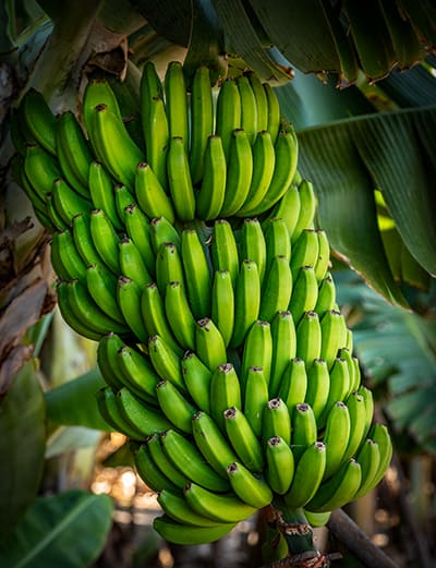  Bananas Hacienda La Rekompensa