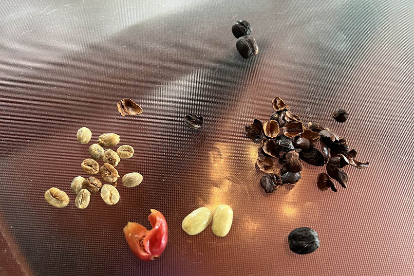 coffee beans life cycle