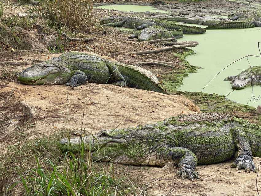 Gators after a big dinner at the Gator Ranch and Airboat tours.