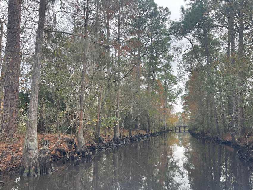 The water was shallow on our November visit in the Mississippi Bayou where alligators eat feral pigs.