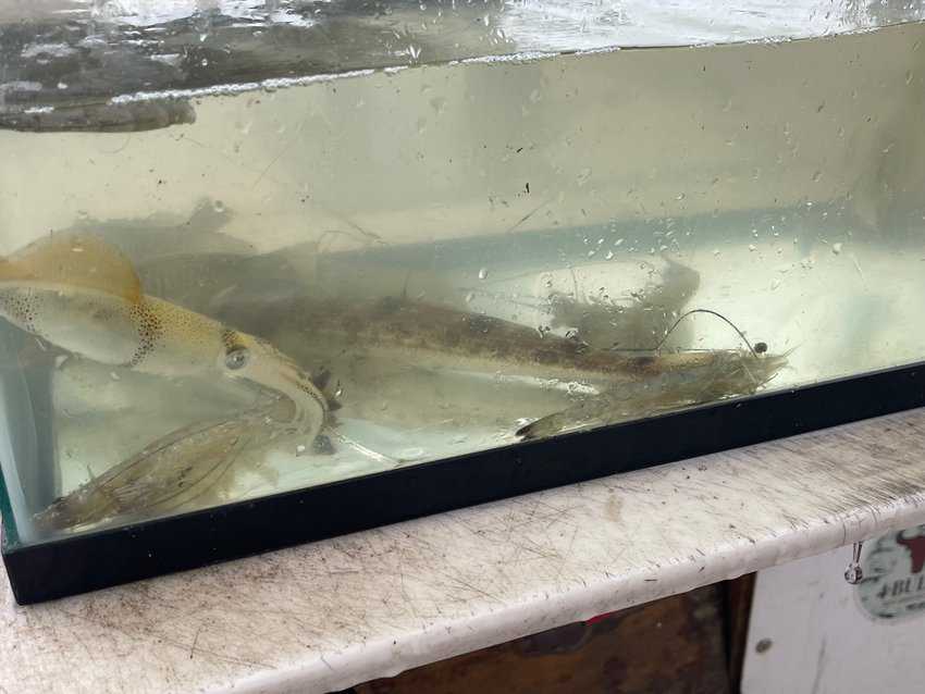 Shrimp, fish, and squid from the Gulf in the tank. 