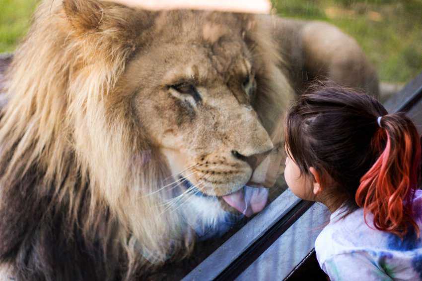 A lion at the Green Bay Zoo