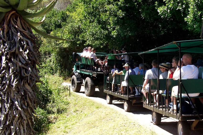 Cart pulled by a 4-wheel drive Unimog up the mountain- photo by Noreen Kompanik