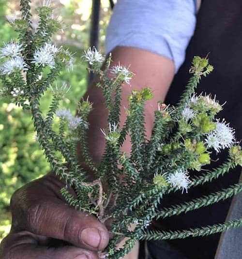 Learning about the plant life at Featherbed Nature Reserve- photo by Noreen Kompanik