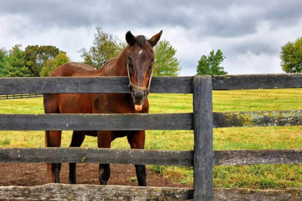 You can see miles of horse paddocks around Central Kentucky