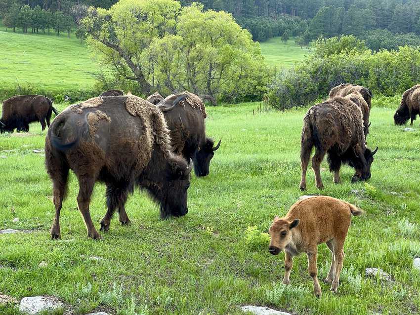 Buffalo with their young, called red dogs, roaming in Custer State Park. Photo Sharon Kurtz