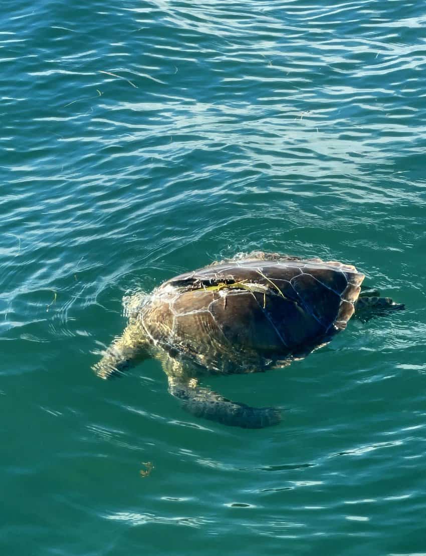 Turtle sighting in the Keys.