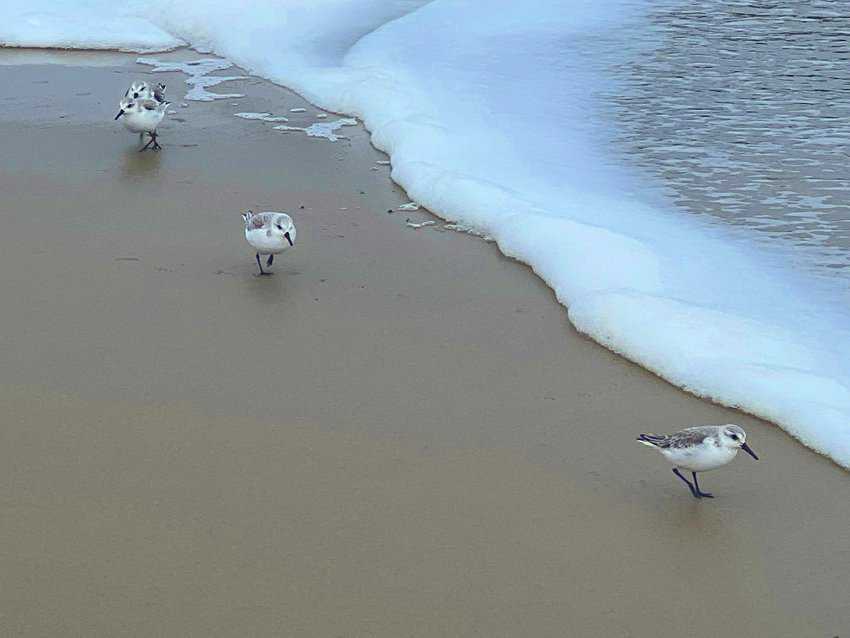 Piping Plovers on the beach in Rehoboth.