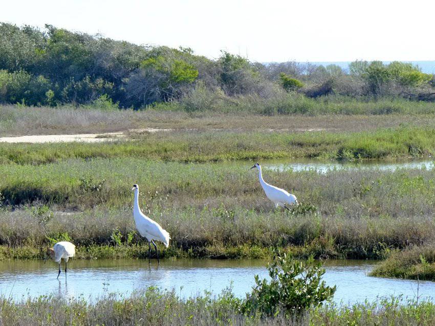 Whooping cranes feeding in the marshes in Port Aransas Texas. Sharon Kurtz photos.