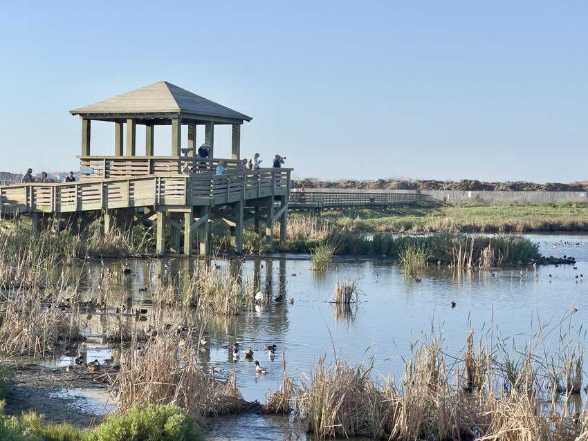 Birders at Leonabelle Turbull Birding Center. 