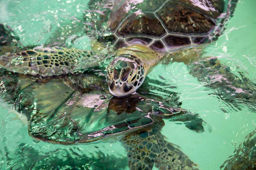 Port Aransas UT Marine Science KarissaRangel 0616