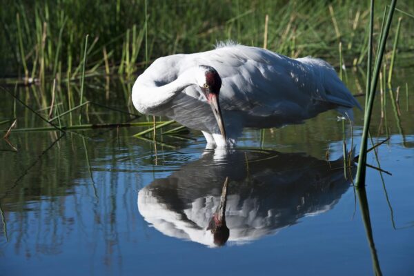 whooping crane in Port Aransas