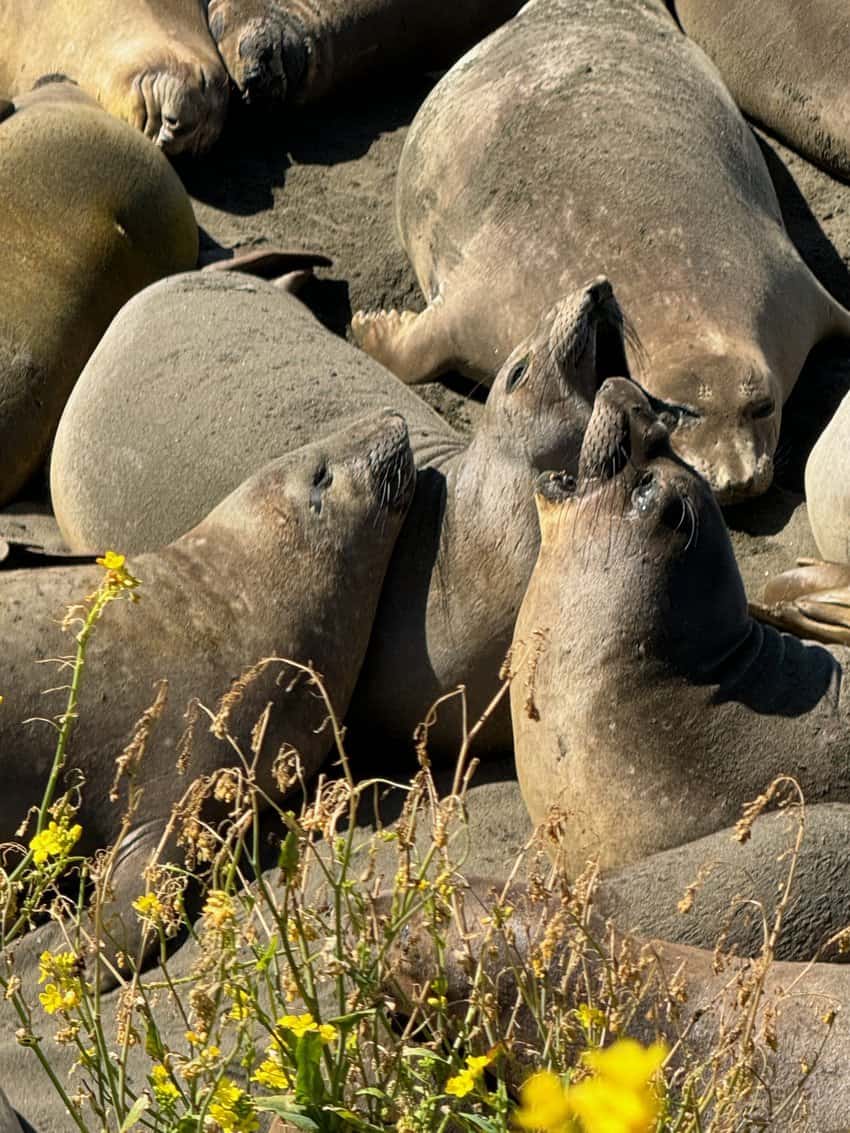 Elephant Seals laze around at the Piedras Blancas preserve in San Simeon.