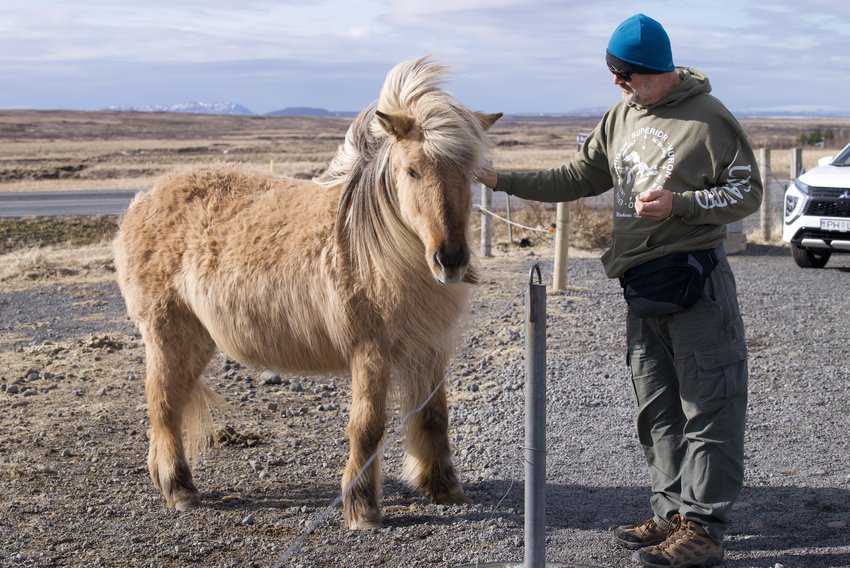 Icelandic Horses