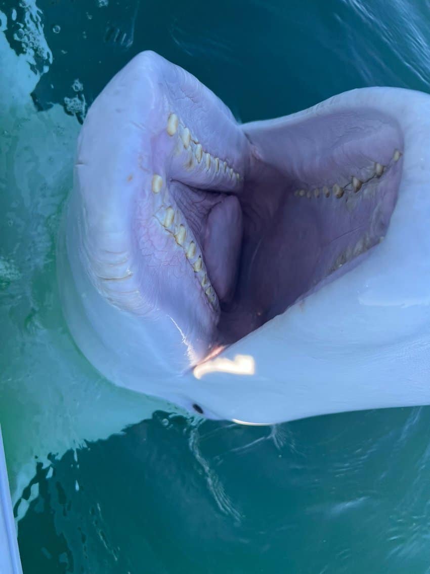 Beluga smile.