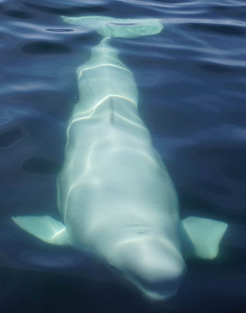 Hvaldimir the Beluga