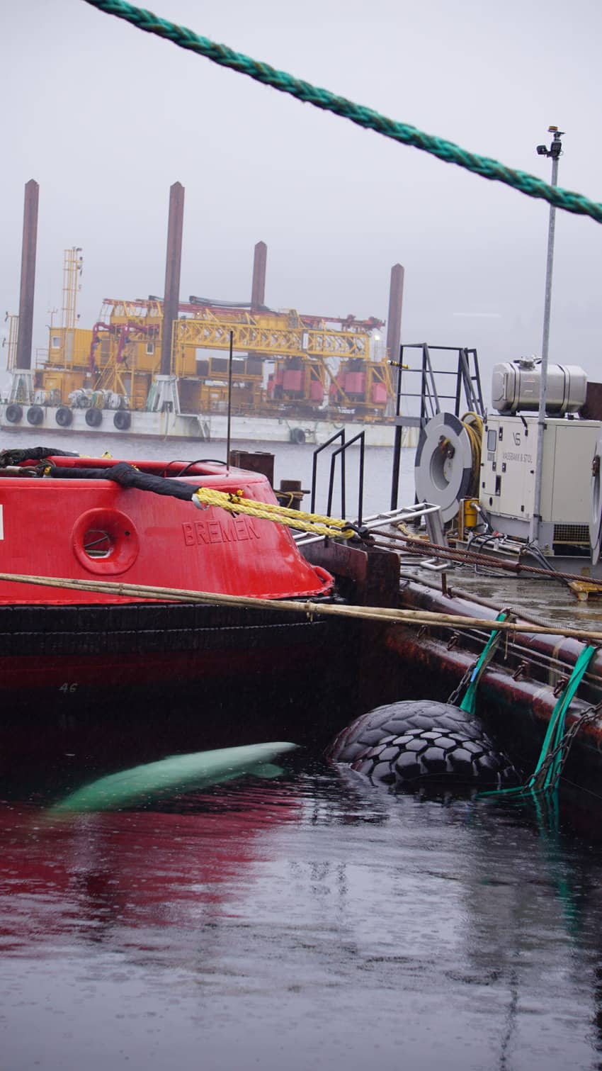 The beluga hiding in a small harbor in Norway.