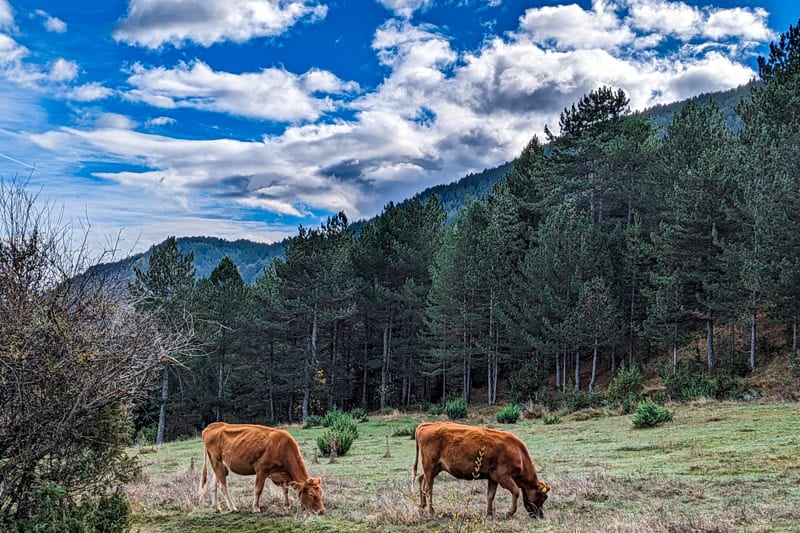 Dairy cows on the walking path near Chapel of St Athanasius, Bansko Bulgaria.