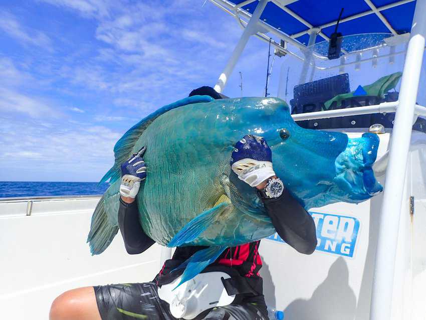 A Napoleon Wrasse is a rare and precious catch