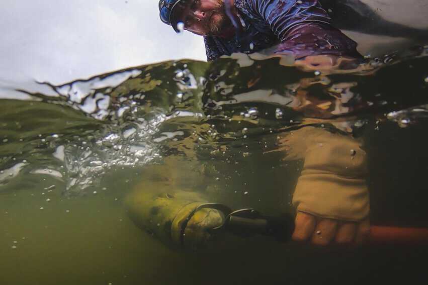 The catch is released quickly to ensure its survival