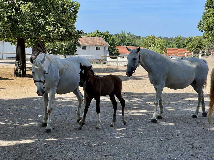 Mares and their foals at Lipica Stud Farm. Sharon Kurtz photo 