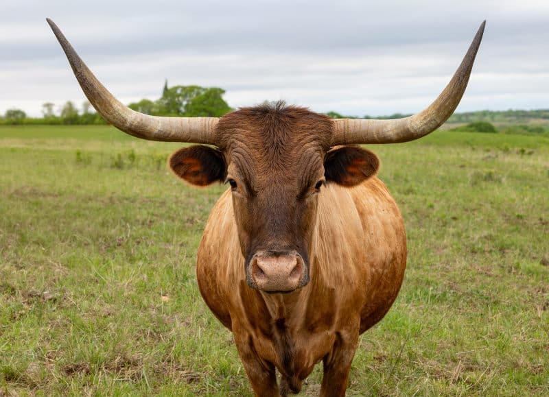 CIRCLE S RANCH & COUNTRY INN Long horn Cattle