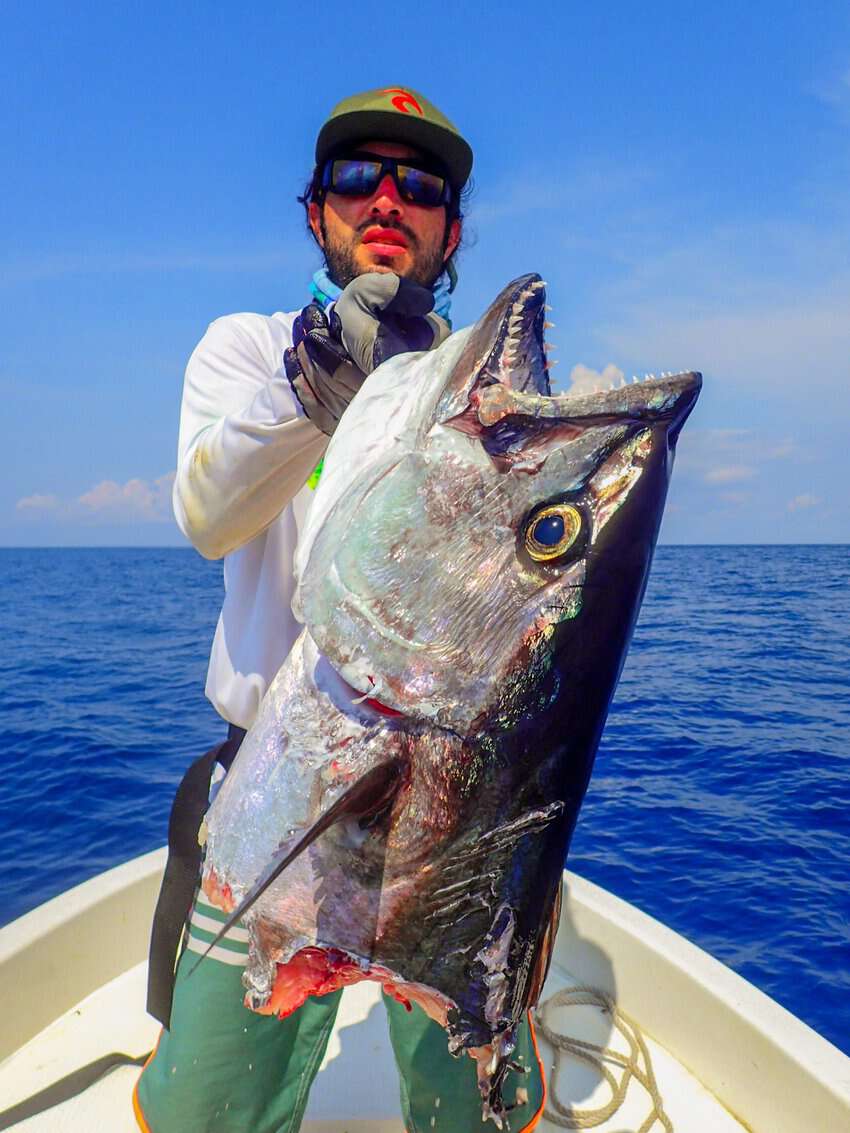 A Dogtooth tuna with its head bitten off by a shark